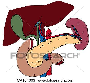 gallbladder
