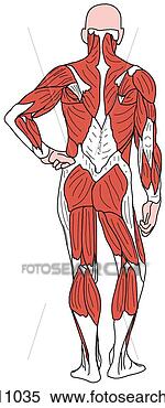 Stock Illustration - muscles of body, 
superficial. fotosearch 
- search clipart, 
illustration, 
drawings and vector 
eps graphics images