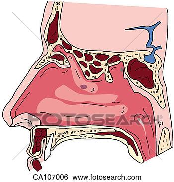 nasal cavity outline