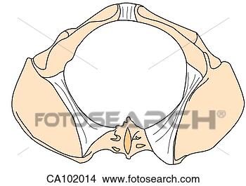 Arquivos de Ilustração - pelve. fotosearch 
- busca de ilustrações 
clipeart e desenhos