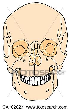 Stock Illustration - skull, adult. 
fotosearch - search 
clipart, illustration, 
drawings and vector 
eps graphics images