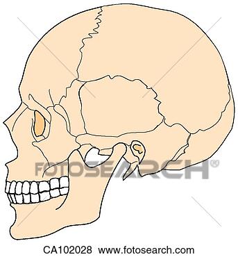 Stock Illustration - skull, adult. 
fotosearch - search 
clipart, illustration, 
drawings and vector 
eps graphics images