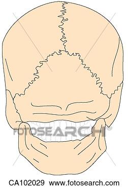 Stock Illustration - skull, adult. 
fotosearch - search 
clipart, illustration, 
drawings and vector 
eps graphics images