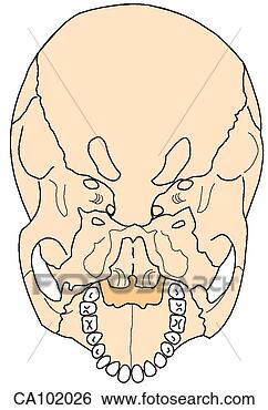 Stock Illustration - skull base, external. 
fotosearch - search 
clipart, illustration, 
drawings and vector 
eps graphics images
