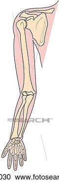 Stock Illustration - upper limb bones. 
fotosearch - search 
clipart, illustration, 
drawings and vector 
eps graphics images