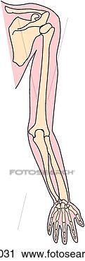 Clipart - upper limb, bones. 
fotosearch - search 
clipart, illustration, 
drawings and vector 
eps graphics images