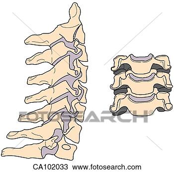 Drawing - vertebrae, cervical. 
fotosearch - search 
clipart, illustration, 
drawings and vector 
eps graphics images