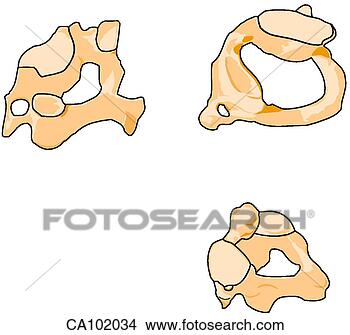 Stock Illustration - vertebrae, cervical. 
fotosearch - search 
clipart, illustration, 
drawings and vector 
eps graphics images