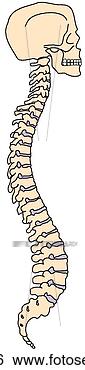 Stock Illustration - vertebral column 
with skull. fotosearch 
- search clipart, 
illustration, 
drawings and vector 
eps graphics images