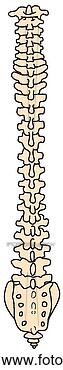 Stock Illustration - vertebral column. 
fotosearch - search 
clipart, illustration, 
drawings and vector 
eps graphics images