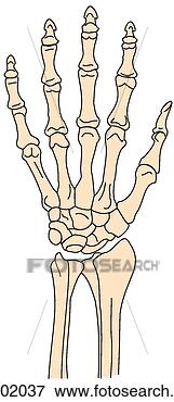 Stock Illustration - wrist and hand 
skeleton. fotosearch 
- search clipart, 
illustration, 
drawings and vector 
eps graphics images