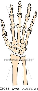 Stock Illustration - wrist and hand 
skeleton. fotosearch 
- search clipart, 
illustration, 
drawings and vector 
eps graphics images