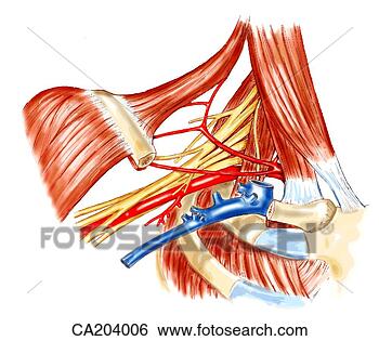 图解或向量图 - axillary, 动脉, 以及, 静脉, 在, 较晚, 三角形, .