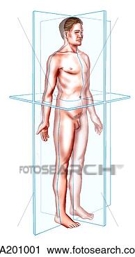 Clipart - anatomic planes 
of body. fotosearch 
- search clipart, 
illustration, 
drawings and vector 
eps graphics images