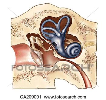 Clipart - auditory structures, 
semicircular canals, 
and middle ear. 
fotosearch - search 
clipart, illustration, 
drawings and vector 
eps graphics images