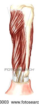 Drawing - deep extensor 
muscles of forearm. 
fotosearch - search 
clipart, illustration, 
drawings and vector 
eps graphics images