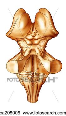 Stock Illustration - dorsal view of 
brainstem. fotosearch 
- search clipart, 
illustration, 
drawings and vector 
eps graphics images