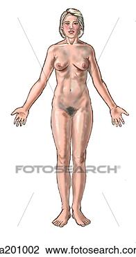Clip Art - female surface 
anatomy. fotosearch 
- search clipart, 
illustration, 
drawings and vector 
eps graphics images