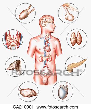 Clipart - location of glands 
of endocrine system. 
fotosearch - search 
clipart, illustration, 
drawings and vector 
eps graphics images