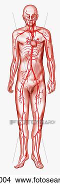 Stock Illustration - major arteries 
of body. fotosearch 
- search clipart, 
illustration, 
drawings and vector 
eps graphics images