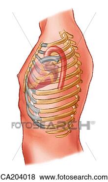 Stock Illustration - relation of heart 
and aortic trunk 
to wall of thorax. 
fotosearch - search 
clipart, illustration, 
drawings and vector 
eps graphics images