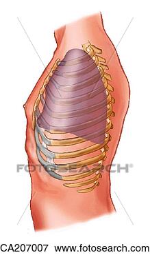 Stock Illustration - relation of lung 
to wall of thorax. 
fotosearch - search 
clipart, illustration, 
drawings and vector 
eps graphics images