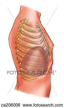 Stock Illustration - relationship of 
liver to ribcage 
and thorax. fotosearch 
- search clipart, 
illustration, 
drawings and vector 
eps graphics images