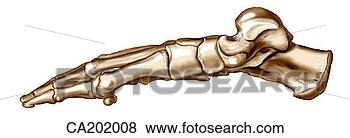 Stock Illustration - skeleton of foot. 
fotosearch - search 
clipart, illustration, 
drawings and vector 
eps graphics images