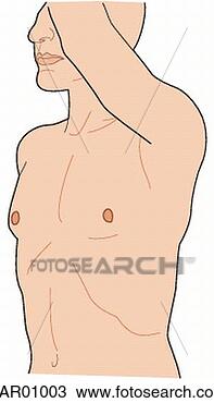Drawing - male in erect 
position,  arms 
raised,  showing 
thoracic anatomy. 
fotosearch - search 
clipart, illustration, 
drawings and vector 
eps graphics images