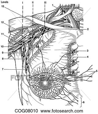 lymphatic drainage ringer