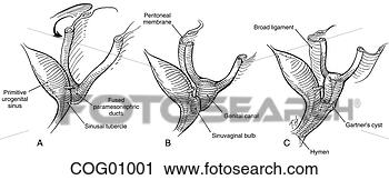 Clipart - genital embryonic 
development. fotosearch 
- search clipart, 
illustration, 
drawings and vector 
eps graphics images