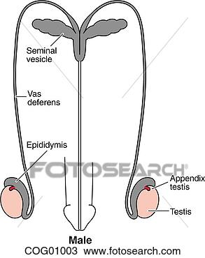 Drawing - gonads, male. 
fotosearch - search 
clipart, illustration, 
drawings and vector 
eps graphics images