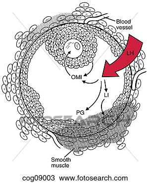 Drawing - menstrual cycle, 
early proliferative 
stage. fotosearch 
- search clipart, 
illustration, 
drawings and vector 
eps graphics images