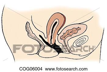 Stock Illustration - pelvic relaxation, 
first degree. 
fotosearch - search 
clipart, illustration, 
drawings and vector 
eps graphics images