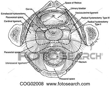 Arquivos de Ilustrações - pélvico,  ligamentos, 
 espaços. fotosearch 
- busca de ilustrações 
clipeart e desenhos
