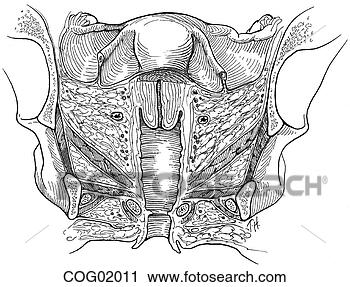 Clipart - pélvico,  viscera, 
 ligamentos,  
fascia. fotosearch 
- busca de ilustrações 
clipeart e desenhos
