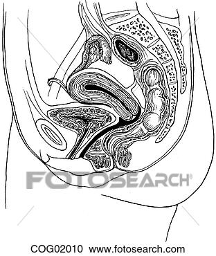 Arquivos de Ilustração - pélvico,  viscera, 
 perineum. fotosearch 
- busca de ilustrações 
clipeart e desenhos