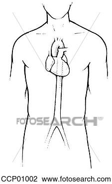 Clip Art - anatomia,  coração, 
 descendendo, 
 aorta. fotosearch 
- busca de ilustrações 
clipeart e desenhos