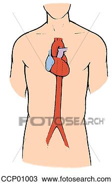 Desenho - anatomia,  coração, 
 descendendo, 
 aorta. fotosearch 
- busca de ilustrações 
clipeart e desenhos