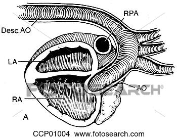 Arquivos de Ilustração - aórtico,  arco, 
 fetal. fotosearch 
- busca de ilustrações 
clipeart e desenhos
