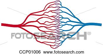 Stock Illustration - capillaries. fotosearch 
- search clipart, 
illustration, 
drawings and vector 
eps graphics images
