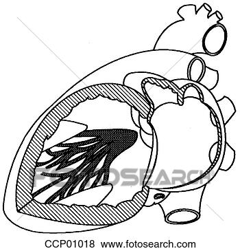 illustration of cardiac