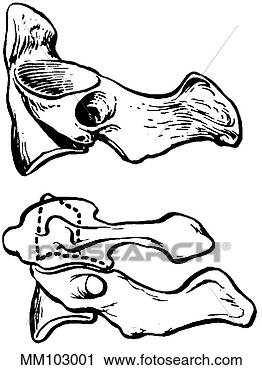 Clipart - atlas,  eixo. 
fotosearch - busca 
de ilustrações 
clipeart e desenhos