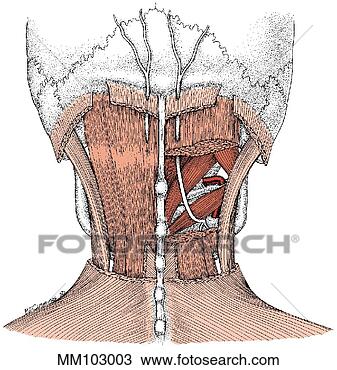 Desenho - cervical,  nervo. 
fotosearch - busca 
de ilustrações 
clipeart e desenhos