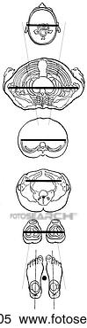 Arquivos de Ilustração - corpo,  cheio, 
 referência,  
linhas. fotosearch 
- busca de ilustrações 
clipeart e desenhos