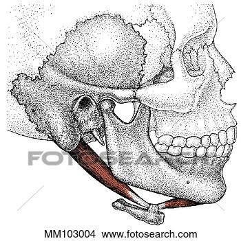 Arquivos de Ilustração - digastric,  músculo. 
fotosearch - busca 
de ilustrações 
clipeart e desenhos