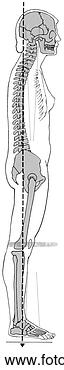 Arquivos de Ilustrações - postura,  flat-back. 
fotosearch - busca 
de ilustrações 
clipeart e desenhos