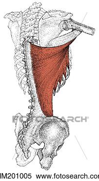 Arquivos de Ilustração - latissimus,  dorsi, 
 músculo. fotosearch 
- busca de ilustrações 
clipeart e desenhos