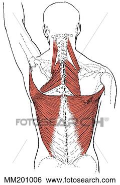 Arquivos de Ilustração - latissimus,  dorsi, 
 músculo. fotosearch 
- busca de ilustrações 
clipeart e desenhos