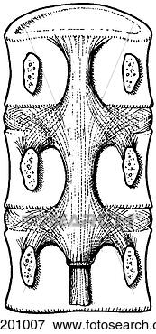 Arquivos de Ilustração - ligamento,  posterior, 
 longitudinal. 
fotosearch - busca 
de ilustrações 
clipeart e desenhos